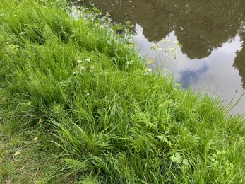 Photo of Green grass and other plants growing near canal outdoors