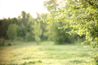 Photo of Beautiful tree with green leaves in park. Space for text