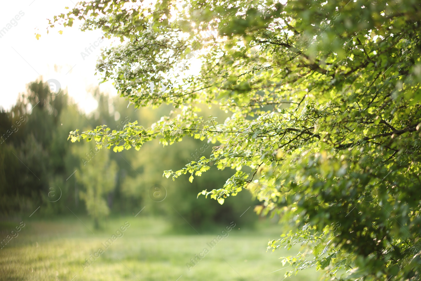 Photo of Beautiful tree with green leaves in park