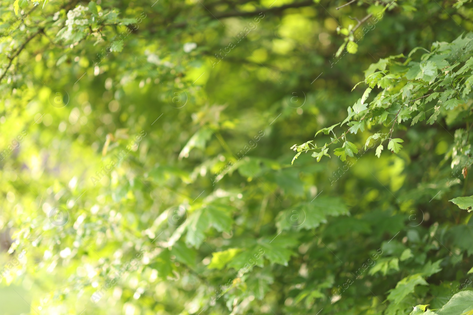 Photo of Beautiful tree with green leaves in park