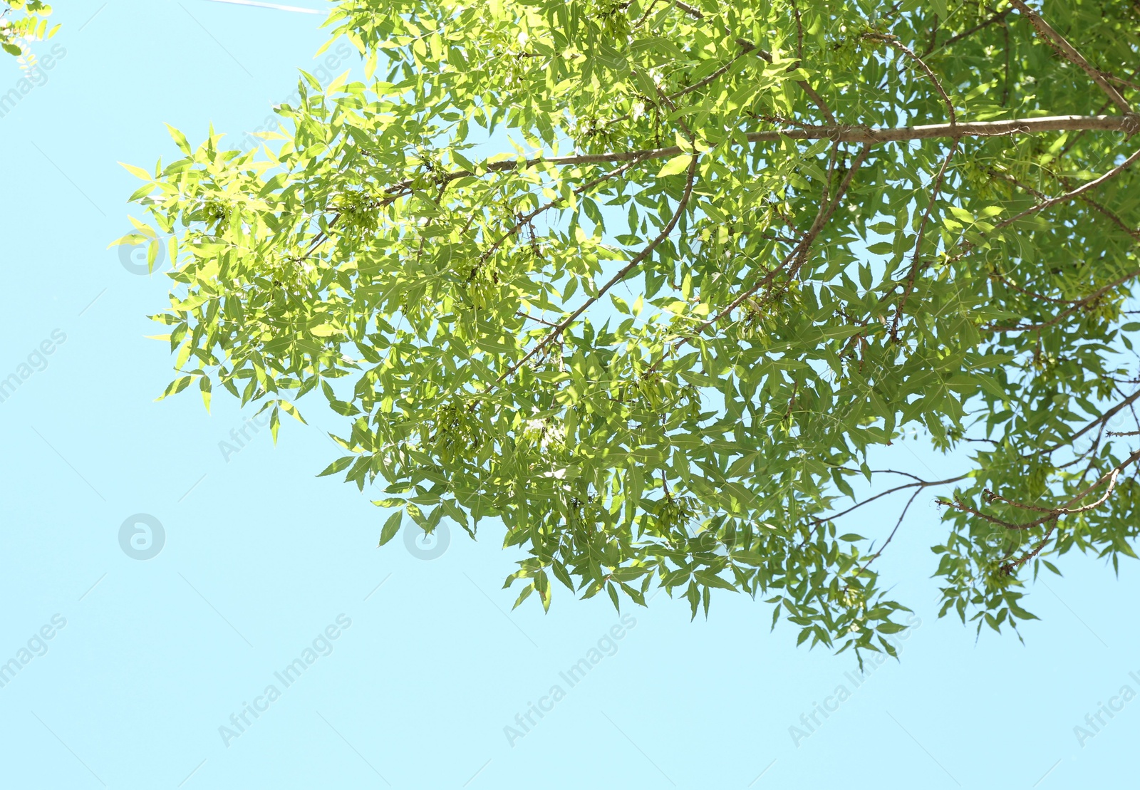 Tree branches with green leaves under blue sky, bottom view Photo of Tree branches with green leaves under blue sky, bottom view
