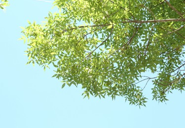 Photo of Tree branches with green leaves under blue sky, bottom view