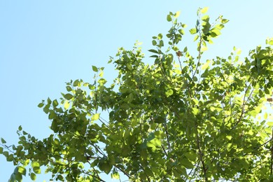 Photo of Tree branches with green leaves under blue sky, low angle view