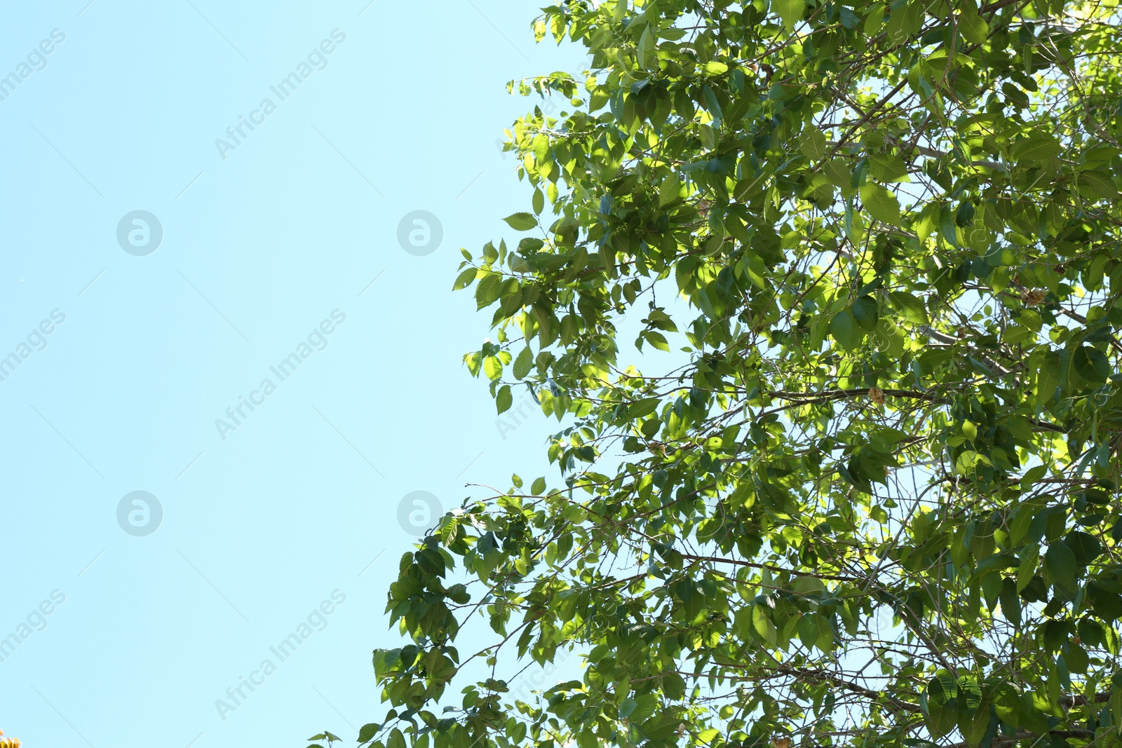 Tree branches with green leaves under blue sky. Space for text Photo of Tree branches with green leaves under blue sky. Space for text