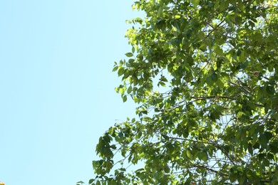 Photo of Tree branches with green leaves under blue sky. Space for text
