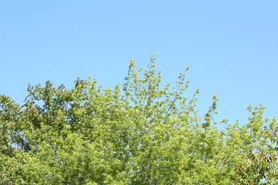 Photo of Tree branches with green leaves under blue sky, low angle view