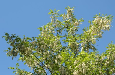 Photo of Tree branches with green leaves and flowers under blue sky, low angle view