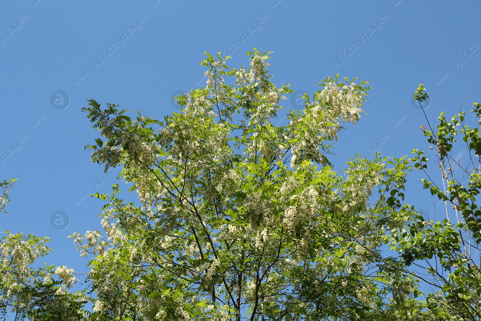 Tree branches with green leaves and flowers under blue sky, low angle view Photo of Tree branches with green leaves and flowers under blue sky, low angle view