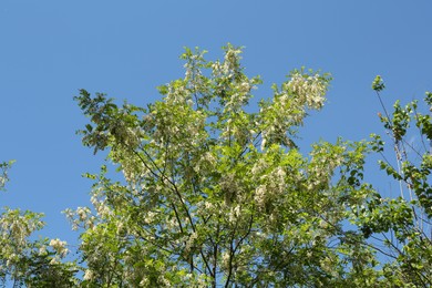Photo of Tree branches with green leaves and flowers under blue sky, low angle view
