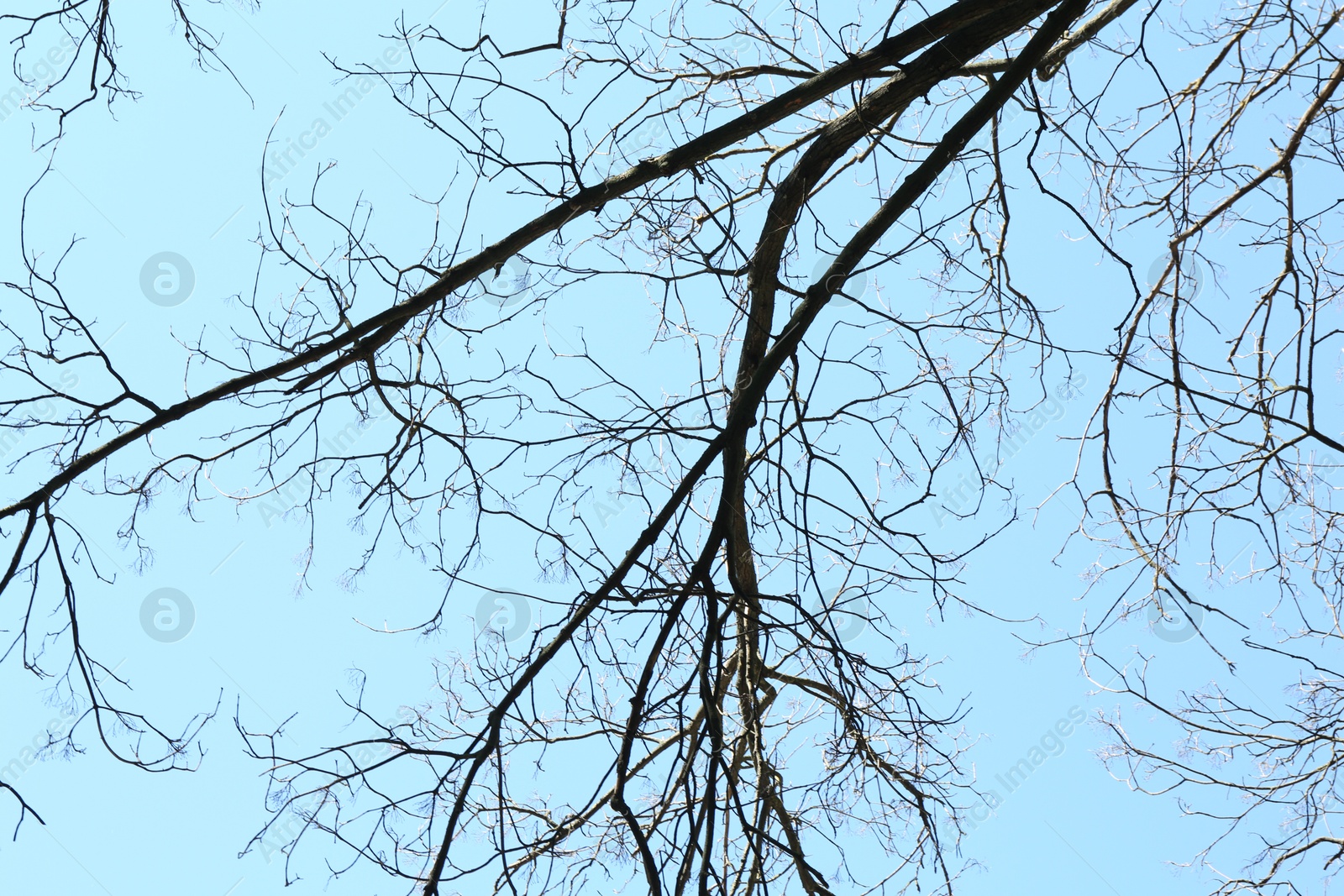Tree with bare branches under blue sky, bottom view Photo of Tree with bare branches under blue sky, bottom view