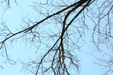 Photo of Tree with bare branches under blue sky, bottom view