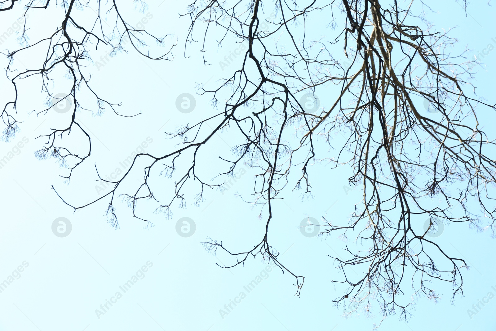 Tree with bare branches under blue sky, bottom view Photo of Tree with bare branches under blue sky, bottom view