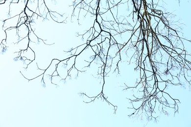 Photo of Tree with bare branches under blue sky, bottom view