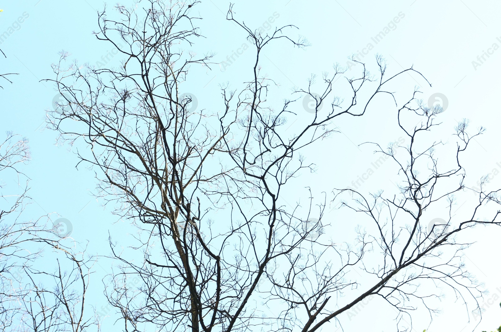 Tree with bare branches and leafy ones under blue sky, bottom view Photo of Tree with bare branches and leafy ones under blue sky, bottom view