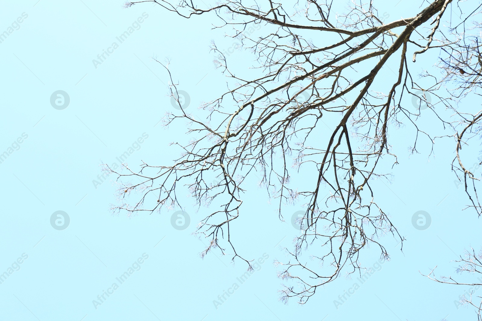 Tree with bare branches under blue sky, bottom view Photo of Tree with bare branches under blue sky, bottom view