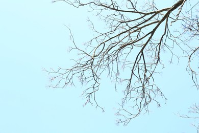 Photo of Tree with bare branches under blue sky, bottom view