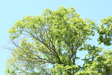 Photo of Tree branches with green leaves under blue sky, low angle view