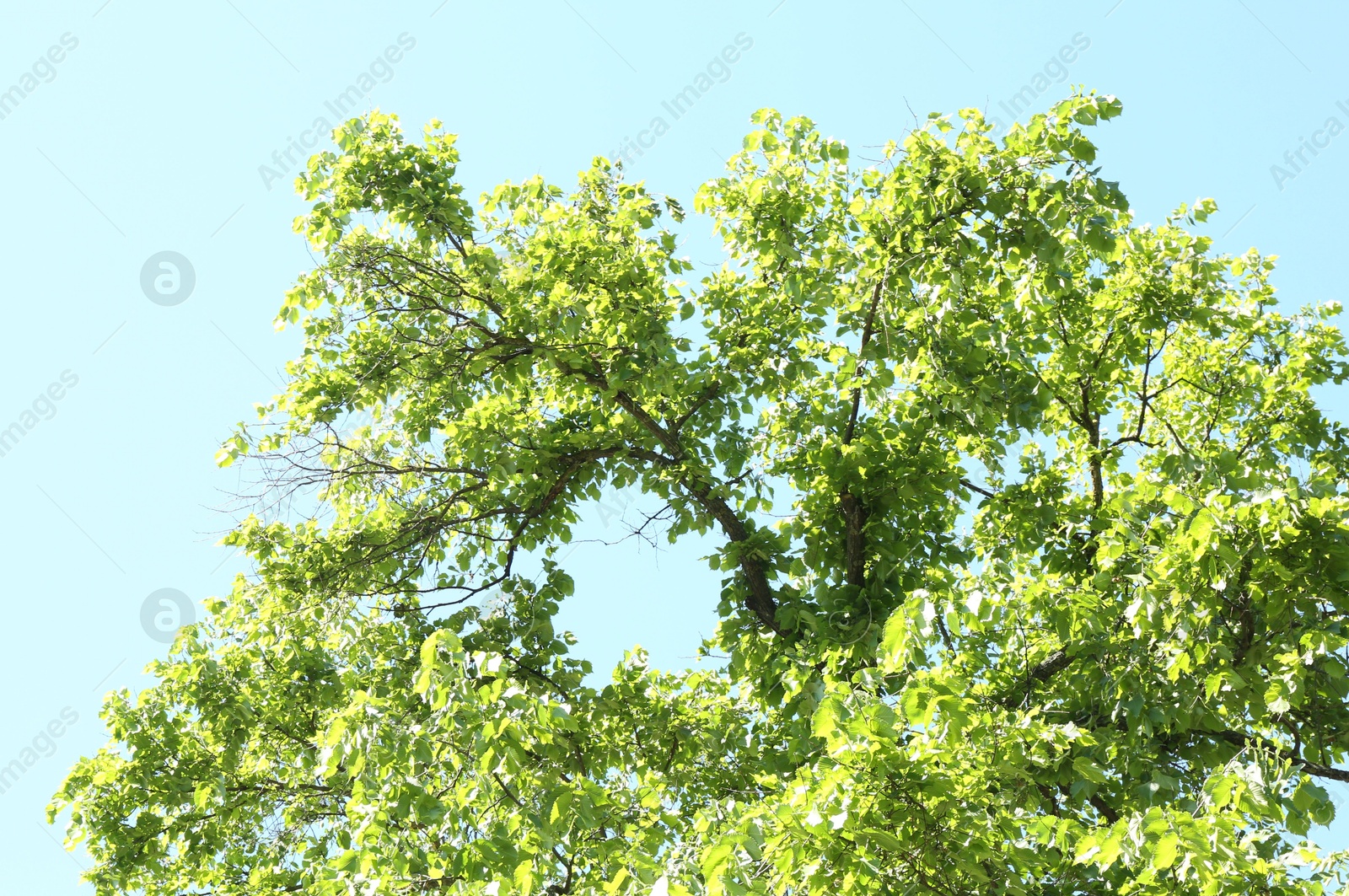 Tree branches with green leaves under blue sky, low angle view Photo of Tree branches with green leaves under blue sky, low angle view