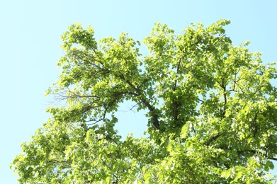 Photo of Tree branches with green leaves under blue sky, low angle view