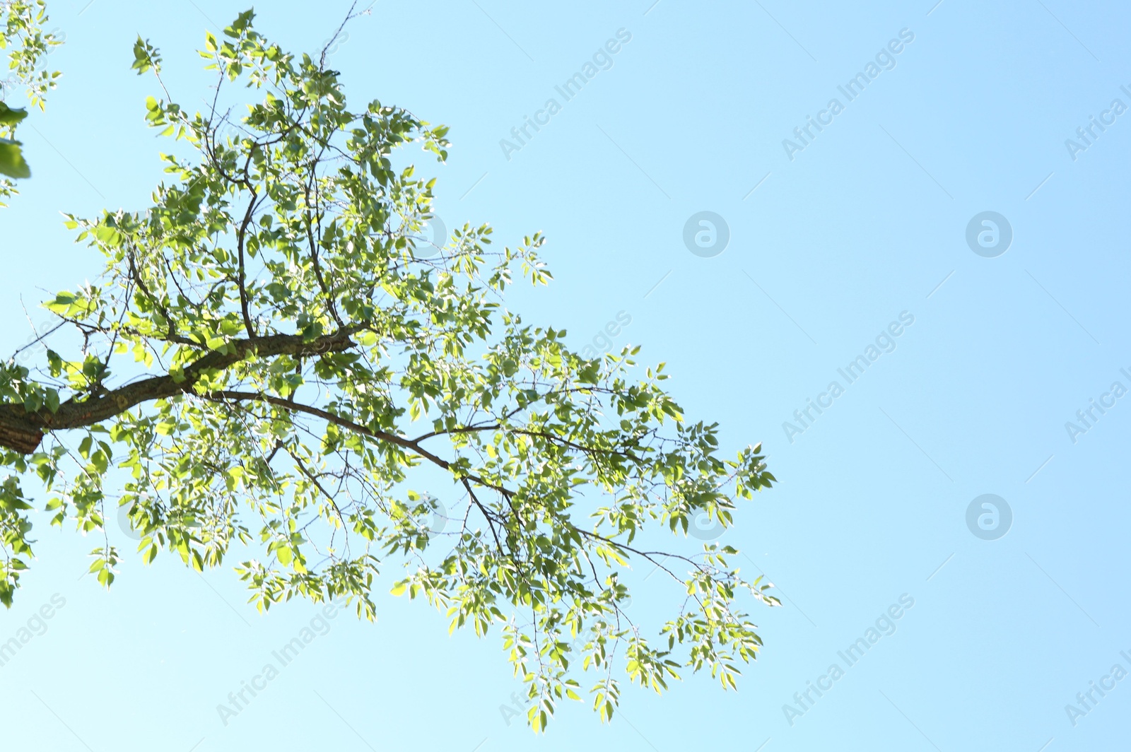 Photo of Tree branches with green leaves under blue sky, bottom view