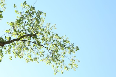 Photo of Tree branches with green leaves under blue sky, bottom view