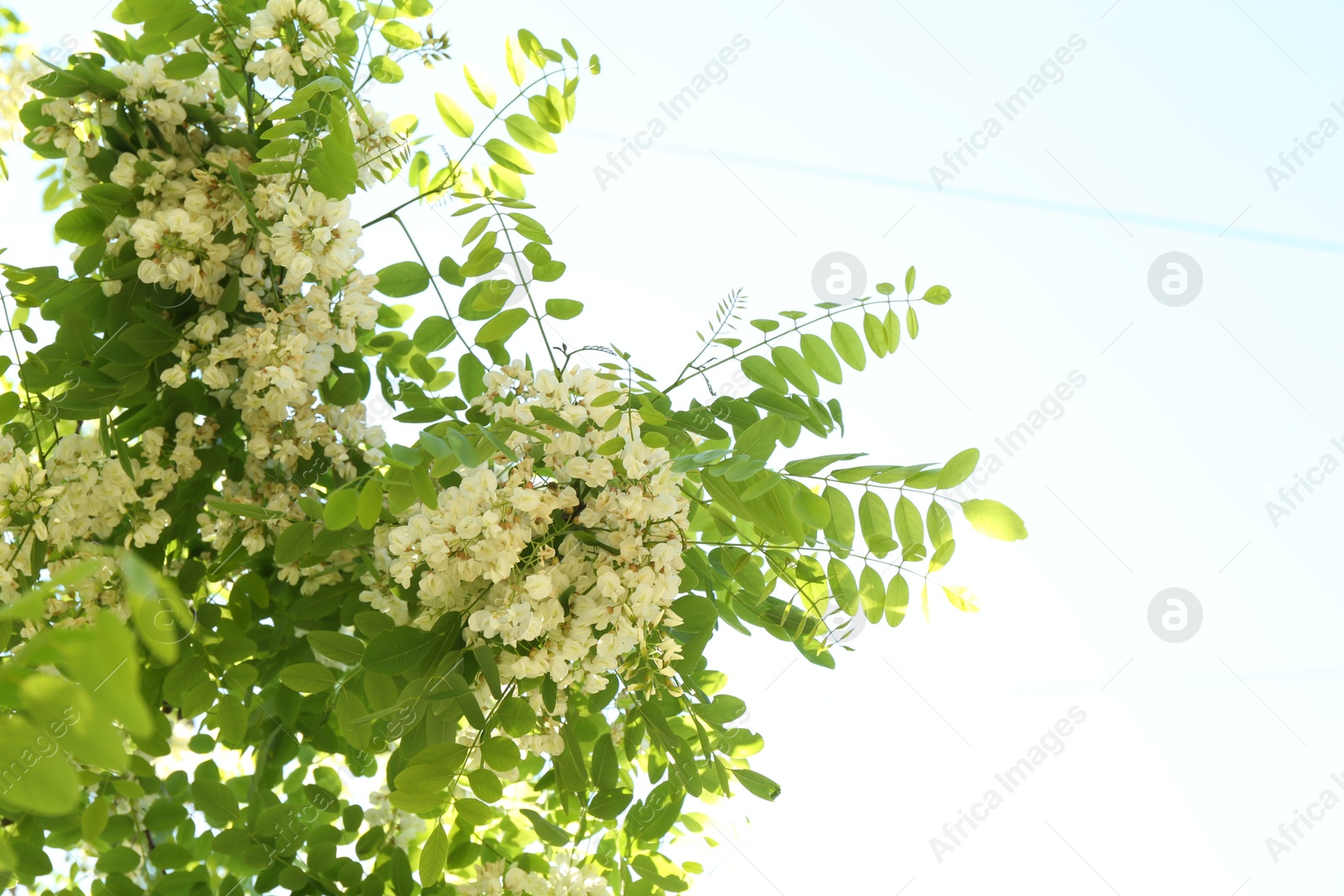 Tree branches with green leaves and flowers outdoors, bottom view Photo of Tree branches with green leaves and flowers outdoors, bottom view
