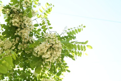Photo of Tree branches with green leaves and flowers outdoors, bottom view