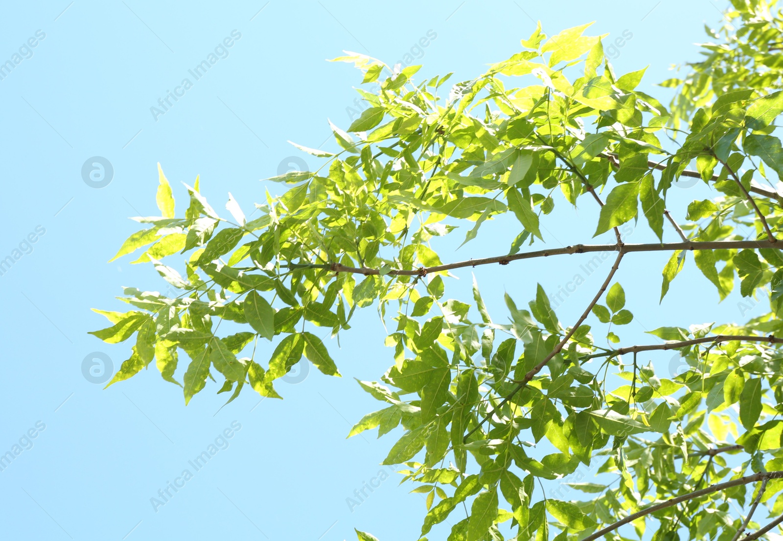 Photo of Tree branches with green leaves under blue sky, bottom view