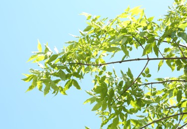 Photo of Tree branches with green leaves under blue sky, bottom view