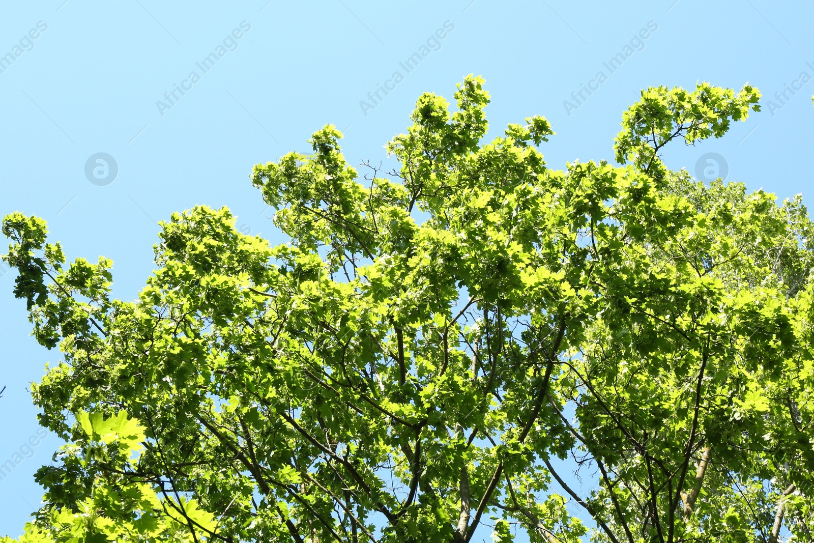 Tree branches with green leaves under blue sky, low angle view Photo of Tree branches with green leaves under blue sky, low angle view