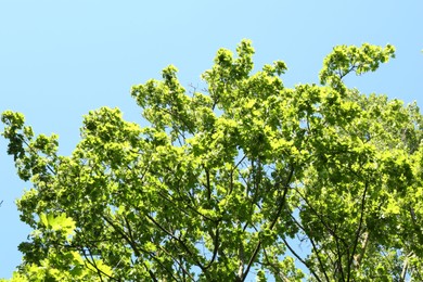 Photo of Tree branches with green leaves under blue sky, low angle view