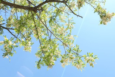 Photo of Tree branches with green leaves and flowers under blue sky, low angle view