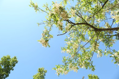 Photo of Tree branches with green leaves and flowers under blue sky, low angle view