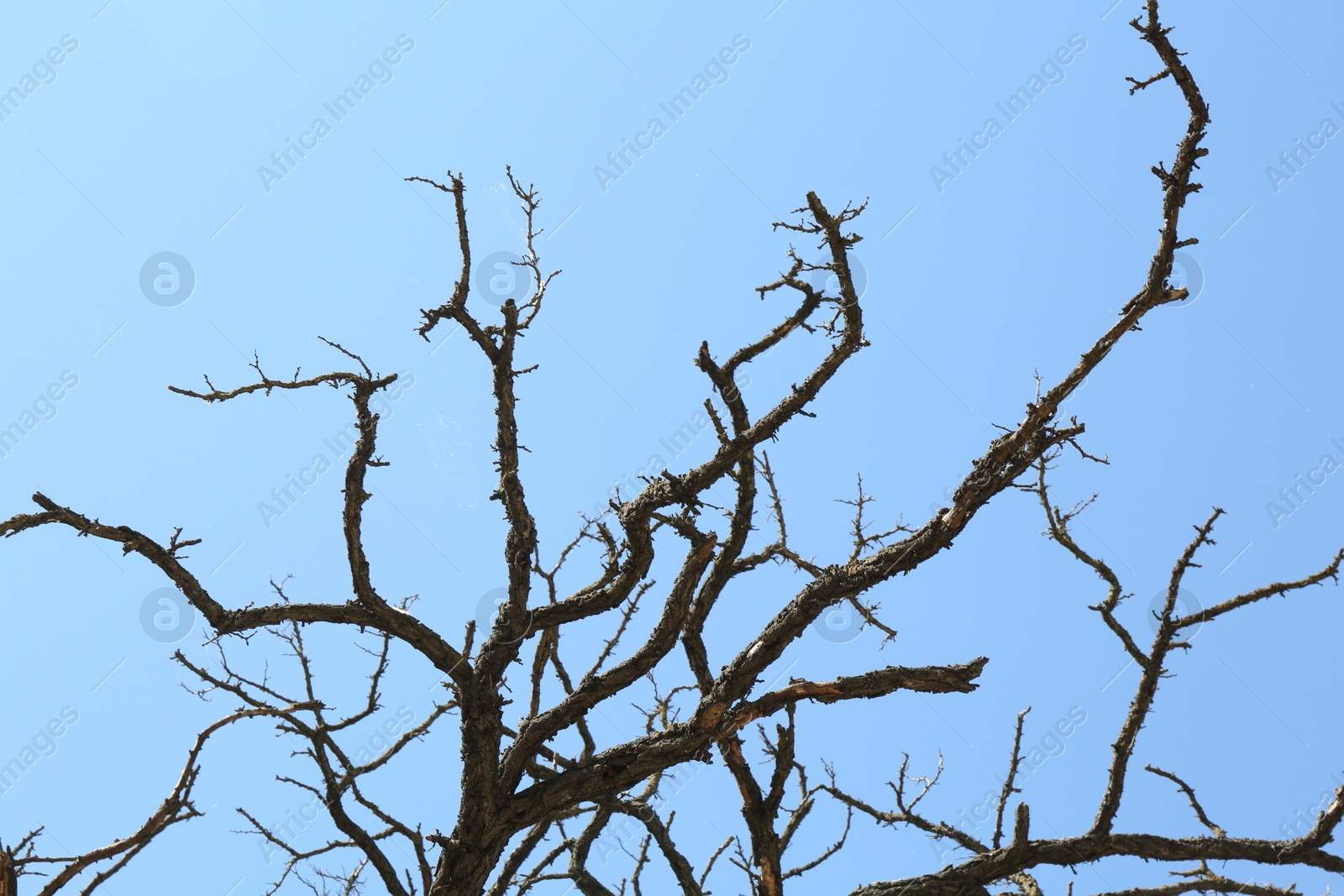 Tree with bare branches under blue sky, low angle view Photo of Tree with bare branches under blue sky, low angle view