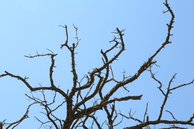 Photo of Tree with bare branches under blue sky, low angle view