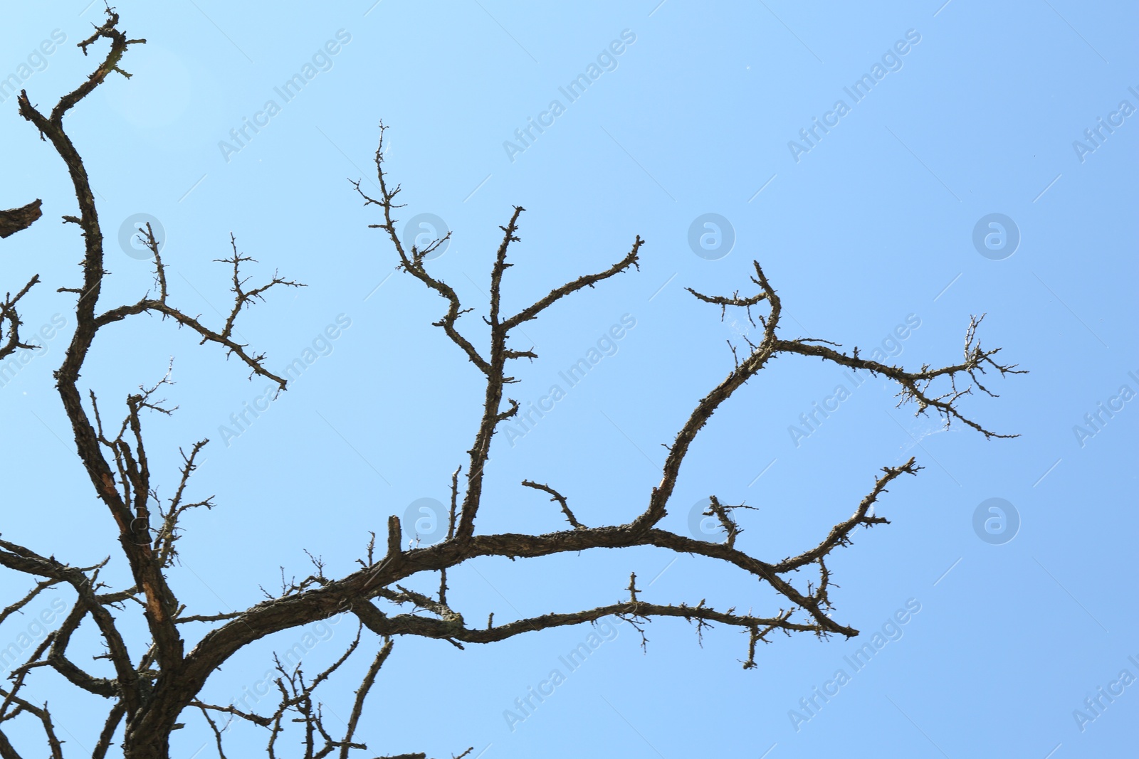 Tree with bare branches under blue sky, low angle view Photo of Tree with bare branches under blue sky, low angle view