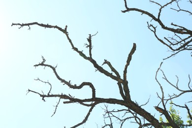 Photo of Tree with bare branches under blue sky, low angle view