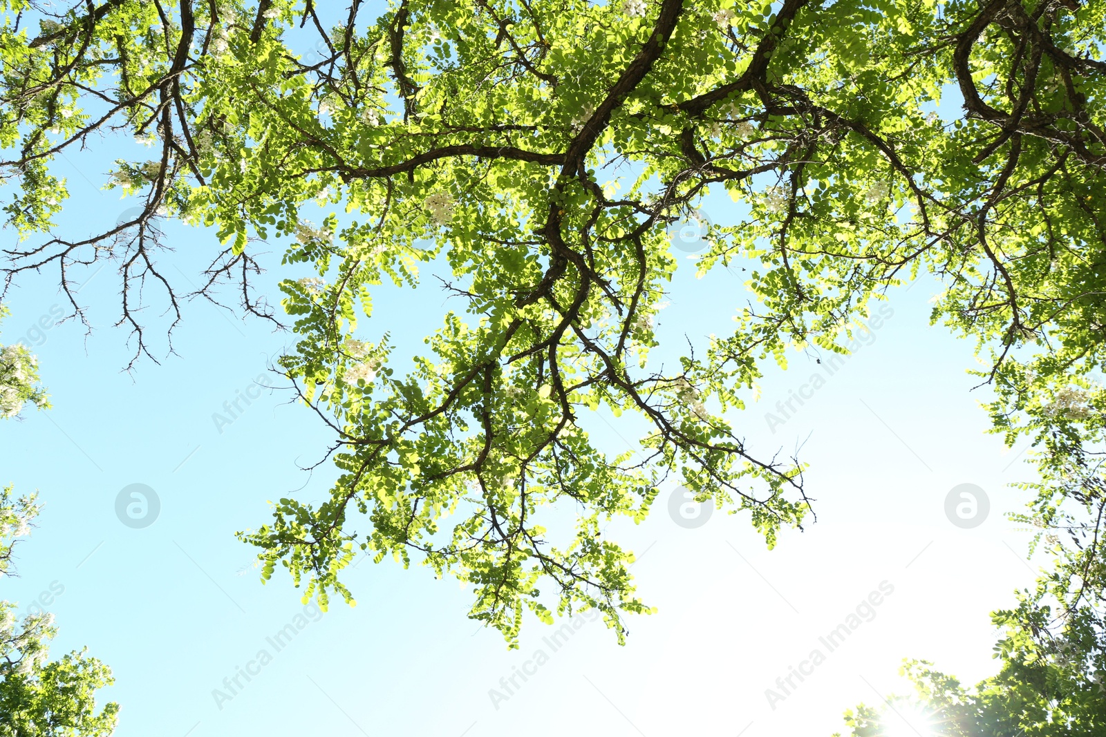 Photo of Tree branches with green leaves under blue sky, bottom view