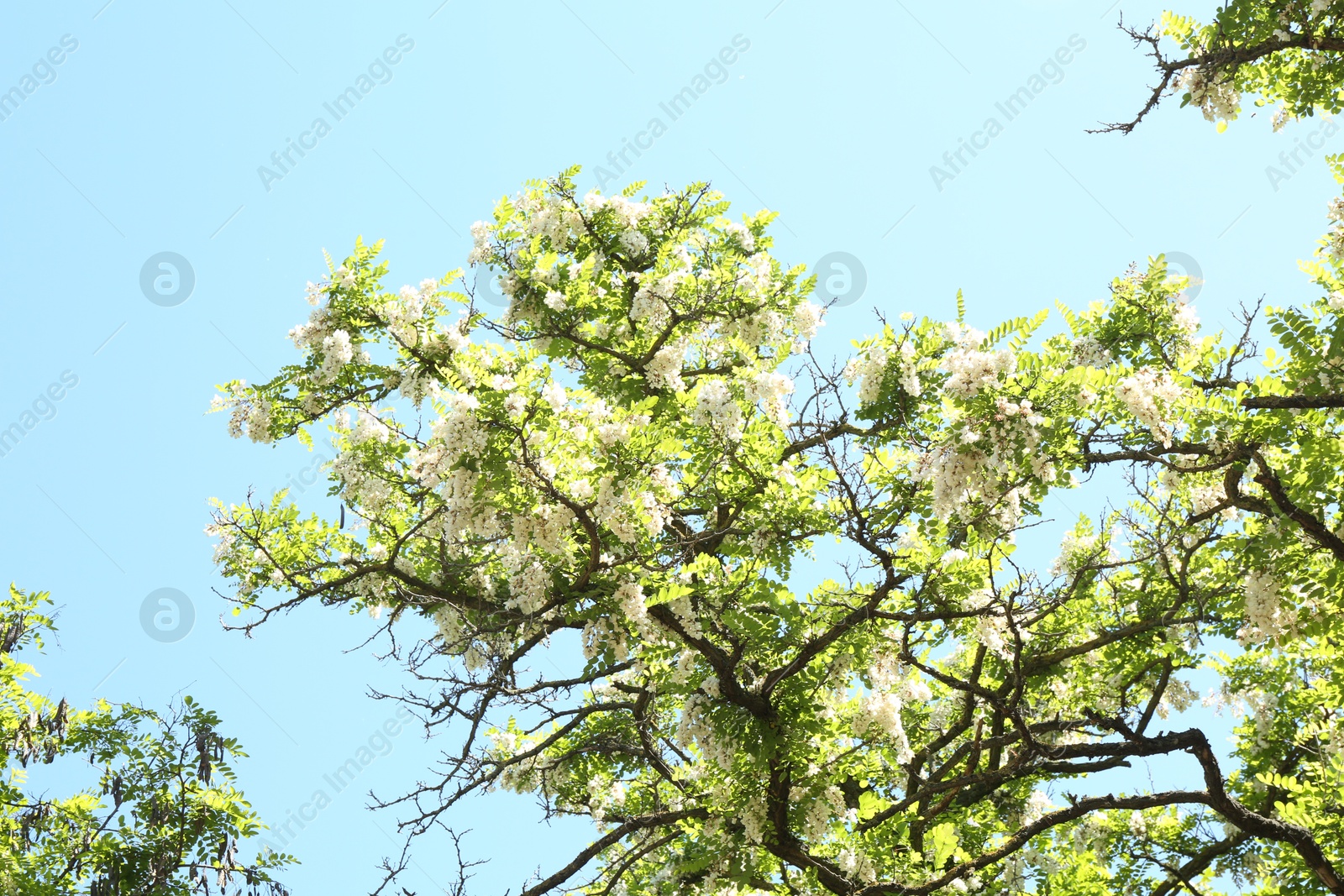 Tree branches with green leaves and flowers under blue sky, low angle view Photo of Tree branches with green leaves and flowers under blue sky, low angle view