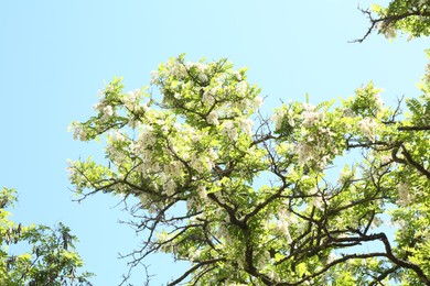 Photo of Tree branches with green leaves and flowers under blue sky, low angle view