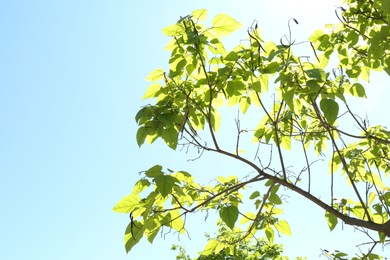Photo of Tree branches with green leaves under blue sky, low angle view