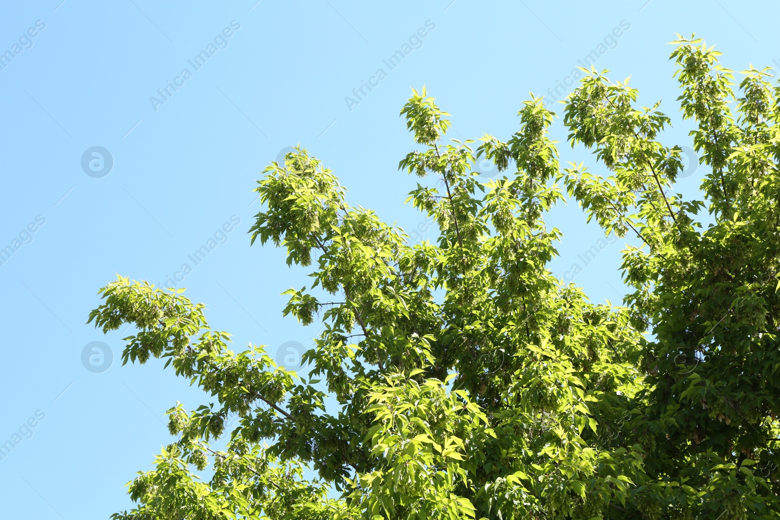 Tree branches with green leaves under blue sky, low angle view Photo of Tree branches with green leaves under blue sky, low angle view