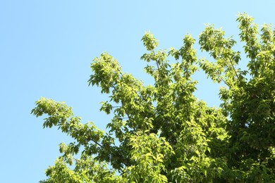Photo of Tree branches with green leaves under blue sky, low angle view