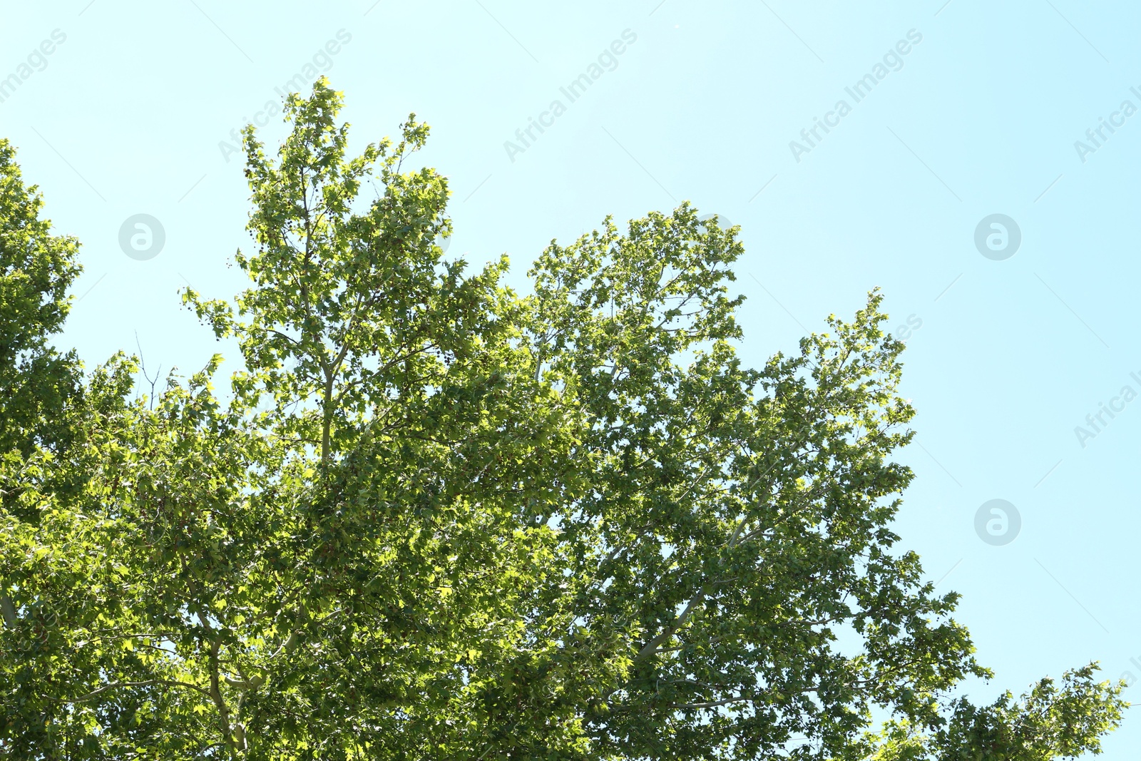 Trees with branches and leaves under blue sky, low angle view Photo of Trees with branches and leaves under blue sky, low angle view