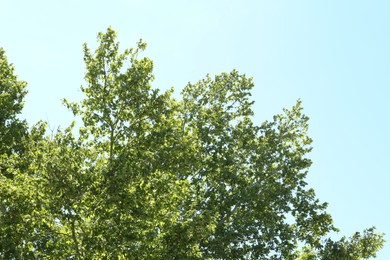 Photo of Trees with branches and leaves under blue sky, low angle view