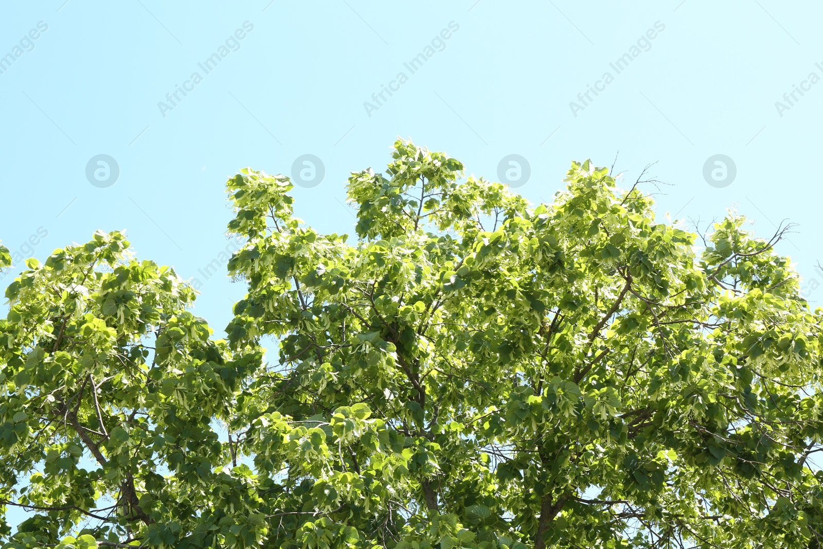 Tree branches with green leaves under blue sky, low angle view Photo of Tree branches with green leaves under blue sky, low angle view