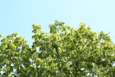 Photo of Tree branches with green leaves under blue sky, low angle view