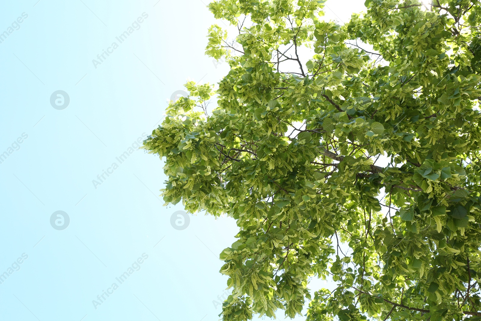 Tree branches with green leaves under blue sky, low angle view. Space for text Photo of Tree branches with green leaves under blue sky, low angle view. Space for text