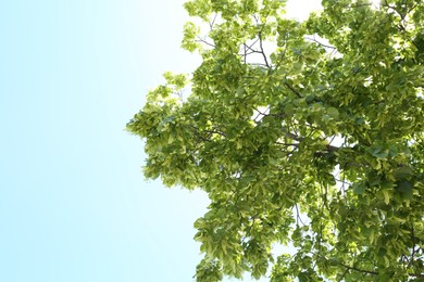 Photo of Tree branches with green leaves under blue sky, low angle view. Space for text