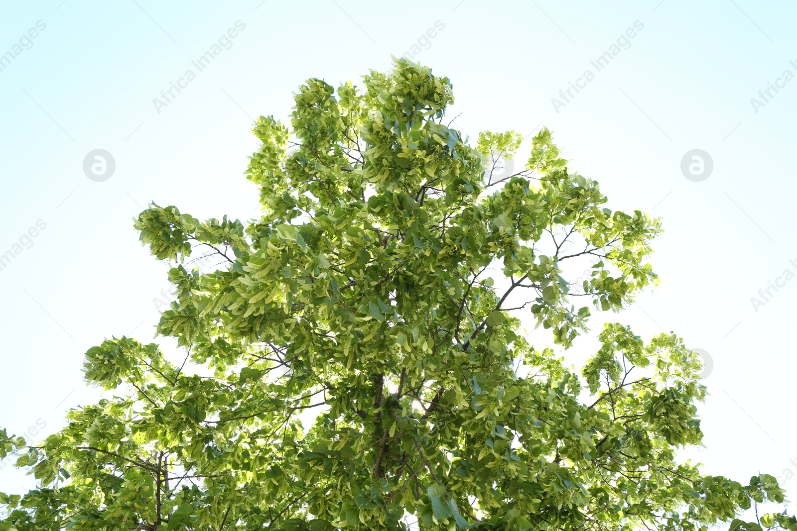 Tree branches with green leaves outdoors, low angle view Photo of Tree branches with green leaves outdoors, low angle view